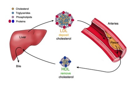 hdl cholesterol structure