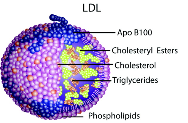 low density lipoprotein